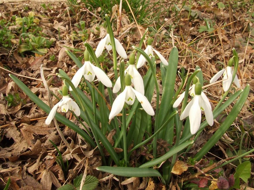 004 Galanthus Nivialis